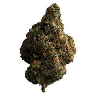 Buy Tropicana Cookies Strain Canada | Premium Cannabis Online | Fast Delivery