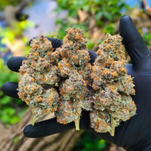 Buy Modified Muffin Strain Online | Premium Cannabis Seeds & Products