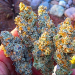 Looking to buy Zour Apples strain online? Shop premium Zour Apples cannabis seeds, THC oil, vapes, and more. Enjoy fast shipping and guaranteed delivery!