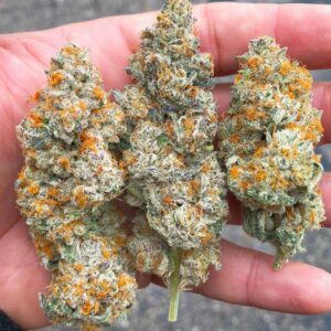 Buy Fired Oreoz Strain Online | Premium Cannabis Seeds & Products