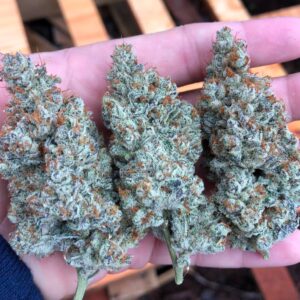 Buy G13 Haze Online