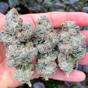 Buy Jealousy Strain Online | Premium Cannabis Seeds & Products